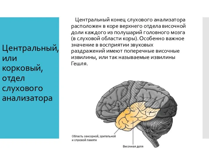 Центральный, или корковый, отдел слухового анализатора Центральный конец слухового анализатора расположен в