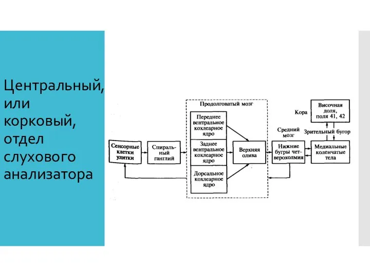 Центральный, или корковый, отдел слухового анализатора