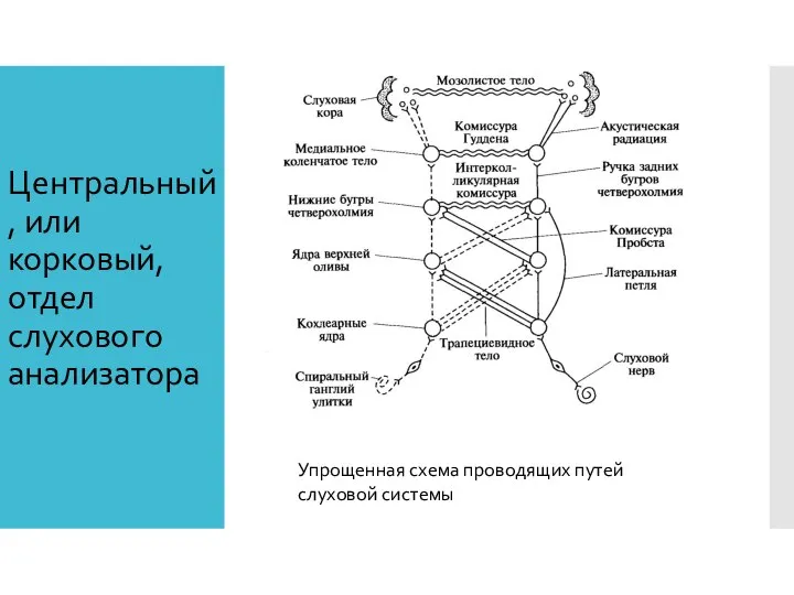 Центральный, или корковый, отдел слухового анализатора Упрощенная схема проводящих путей слуховой системы