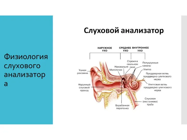 Физиология слухового анализатора