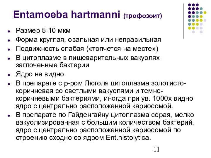 Entamoeba hartmanni (трофозоит) Размер 5-10 мкм Форма круглая, овальная или неправильная Подвижность