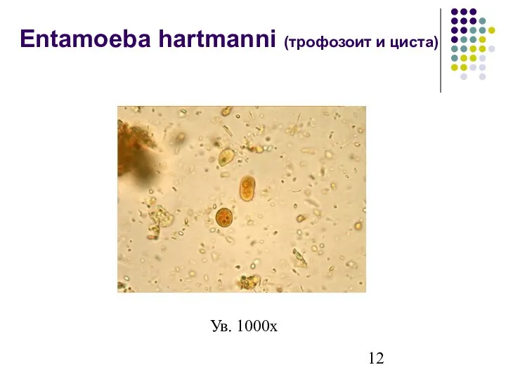 Entamoeba hartmanni (трофозоит и циста) Ув. 1000х