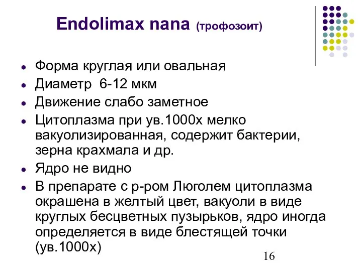 Endolimax nana (трофозоит) Форма круглая или овальная Диаметр 6-12 мкм Движение слабо