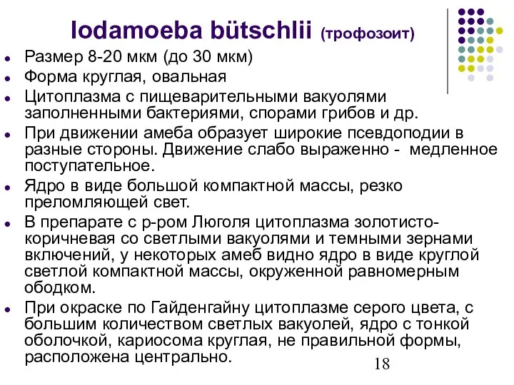 Iodamoeba bütschlii (трофозоит) Размер 8-20 мкм (до 30 мкм) Форма круглая, овальная