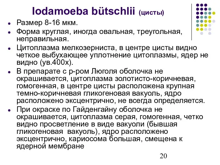 Iodamoeba bütschlii (цисты) Размер 8-16 мкм. Форма круглая, иногда овальная, треугольная, неправильная.