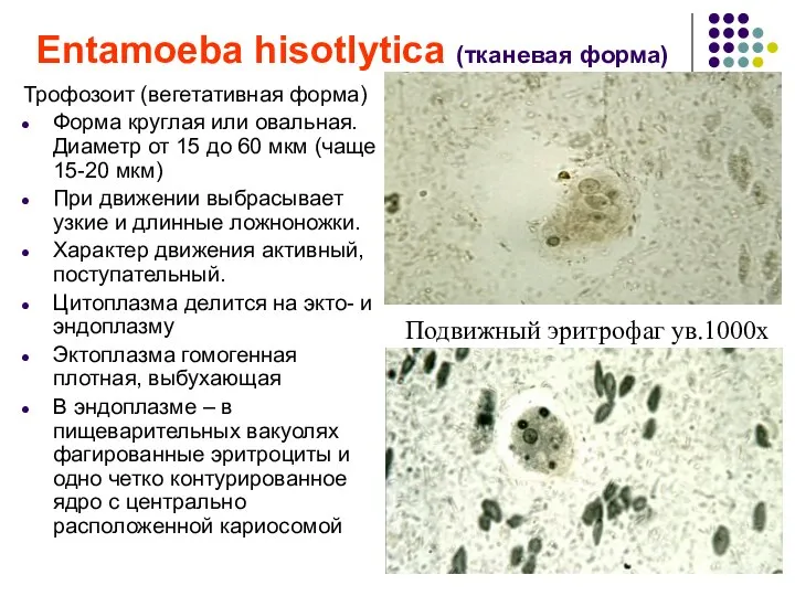 Entamoeba hisotlytica (тканевая форма) Трофозоит (вегетативная форма) Форма круглая или овальная. Диаметр