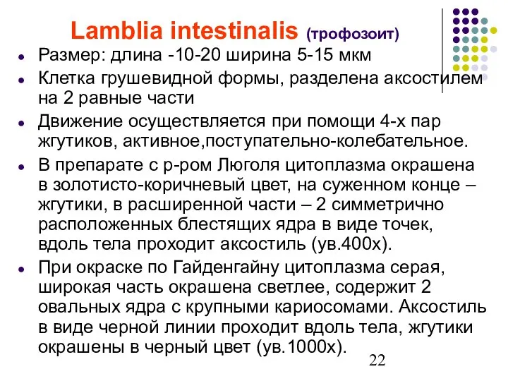 Lamblia intestinalis (трофозоит) Размер: длина -10-20 ширина 5-15 мкм Клетка грушевидной формы,