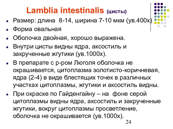 Lamblia intestinalis (цисты) Размер: длина 8-14, ширина 7-10 мкм (ув.400х) Форма овальная