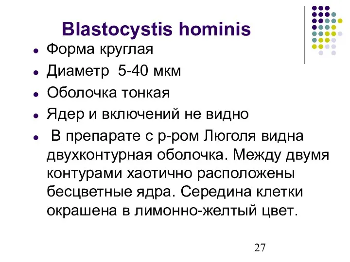 Blastocystis hominis Форма круглая Диаметр 5-40 мкм Оболочка тонкая Ядер и включений