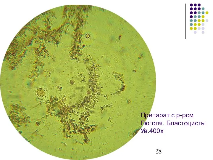 Препарат с р-ром Люголя. Бластоцисты Ув.400х