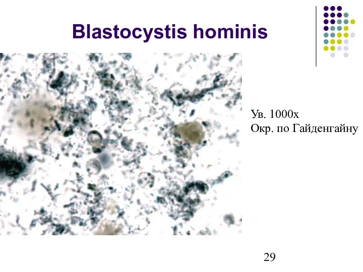 Blastocystis hominis Ув. 1000х Окр. по Гайденгайну