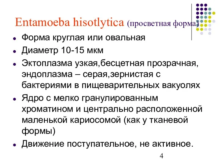 Форма круглая или овальная Диаметр 10-15 мкм Эктоплазма узкая,бесцетная прозрачная, эндоплазма –