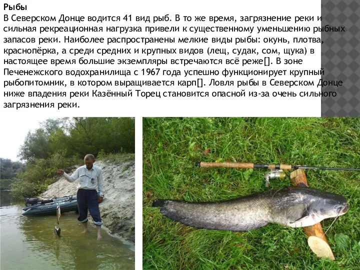 Рыбы В Северском Донце водится 41 вид рыб. В то же время,