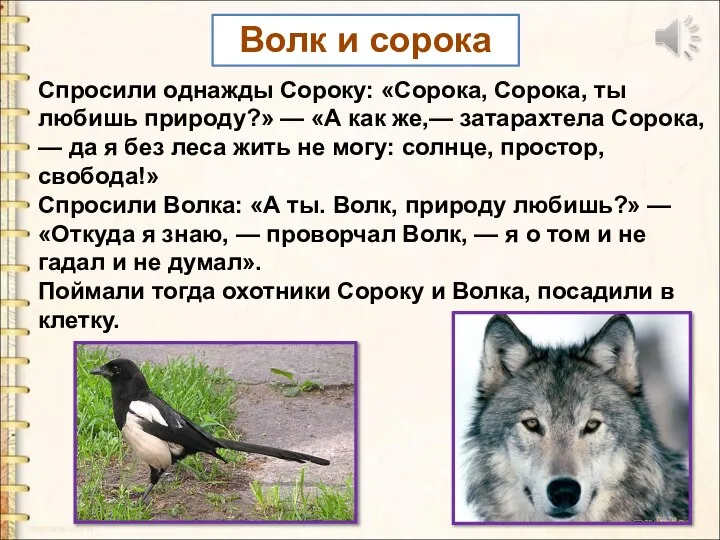 Волк и сорока Спросили однажды Сороку: «Сорока, Сорока, ты любишь природу?» —