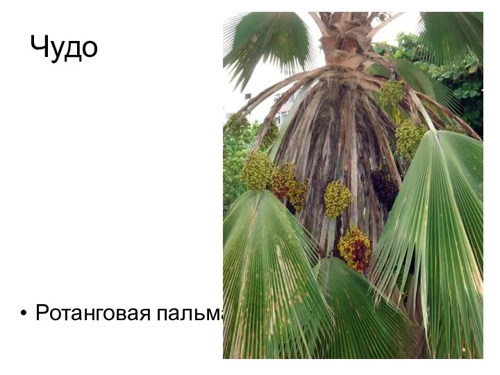 Чудо Ротанговая пальма