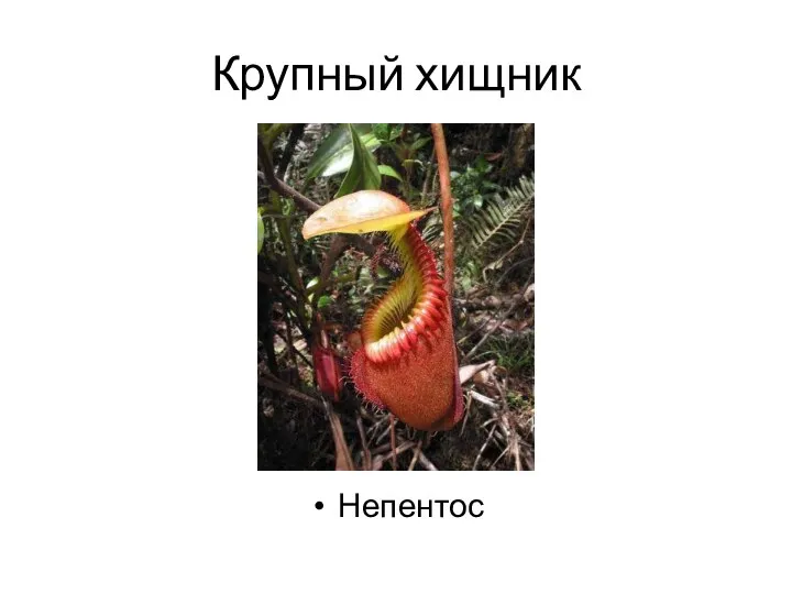 Крупный хищник Непентос