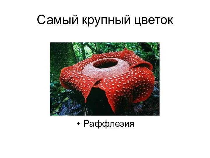 Самый крупный цветок Раффлезия