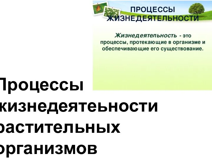 Процессы жизнедеятеьности растительных организмов