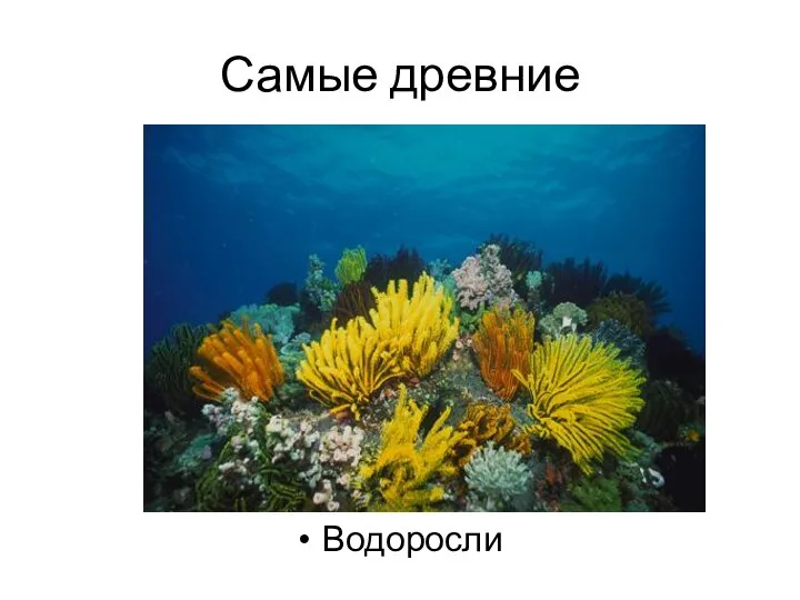 Самые древние Водоросли