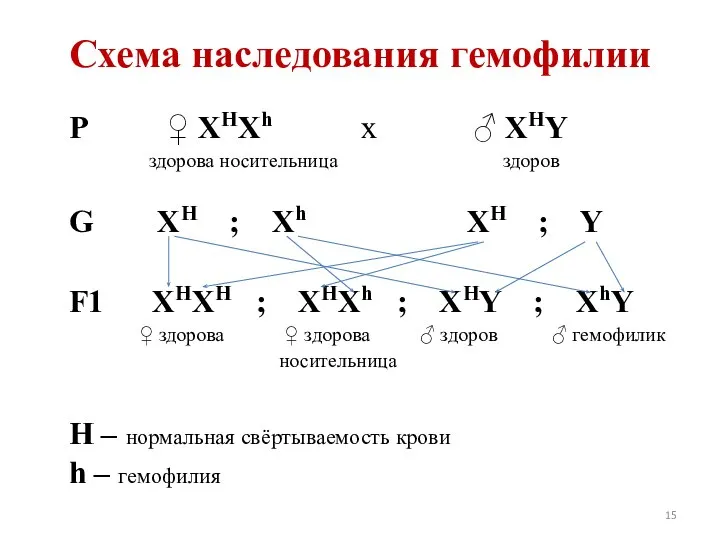 Схема наследования гемофилии P ♀ ХНХh x ♂ XHY здорова носительница здоров