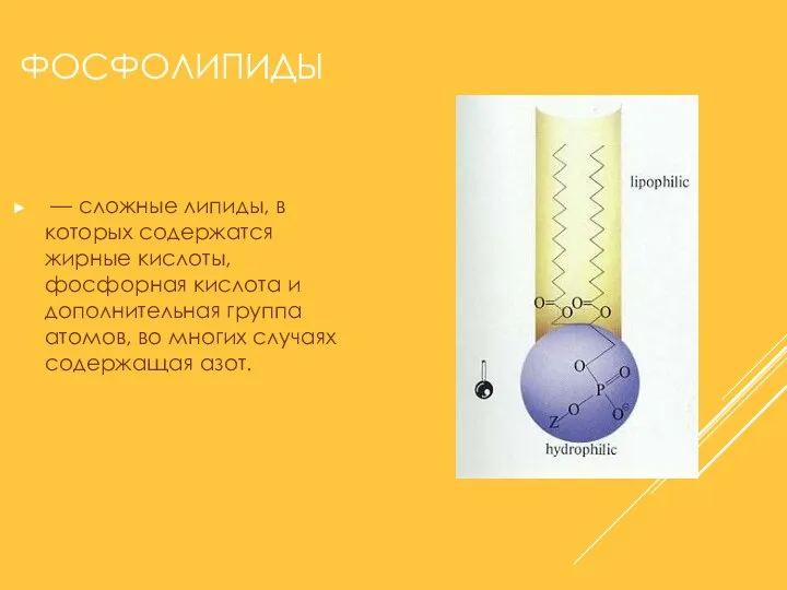 ФОСФОЛИПИДЫ — сложные липиды, в которых содержатся жирные кислоты, фосфорная кислота и