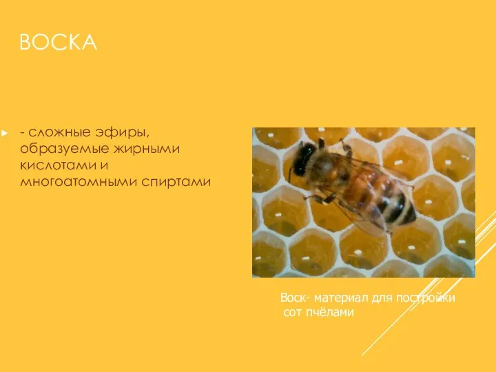 ВОСКА - сложные эфиры, образуемые жирными кислотами и многоатомными спиртами Воск- материал для постройки сот пчёлами