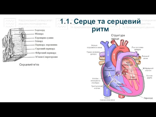 1.1. Серце та серцевий ритм Серцевий м’яз Структура серця