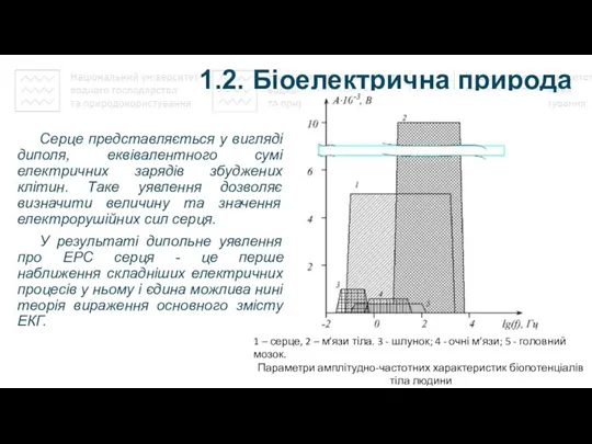 1.2. Біоелектрична природа ЕКС Серце представляється у вигляді диполя, еквівалентного сумі електричних