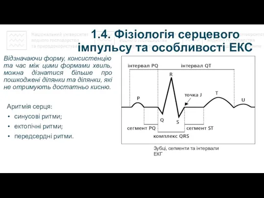 1.4. Фізіологія серцевого імпульсу та особливості ЕКС Відзначаючи форму, консистенцію та час