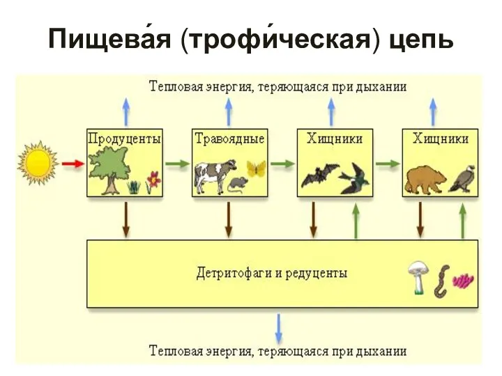 Пищева́я (трофи́ческая) цепь