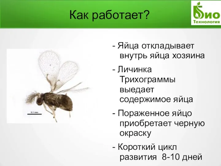 Как работает? - Яйца откладывает внутрь яйца хозяина - Личинка Трихограммы выедает