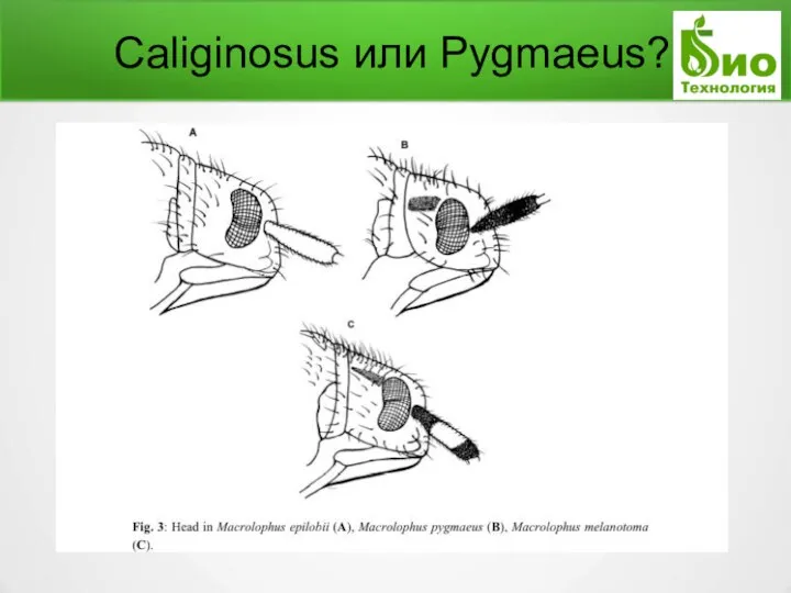 Caliginosus или Pygmaeus?