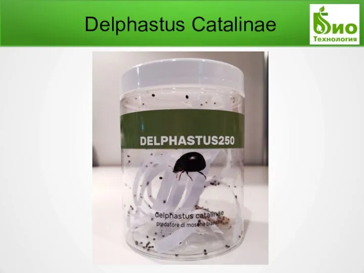 Delphastus Catalinae