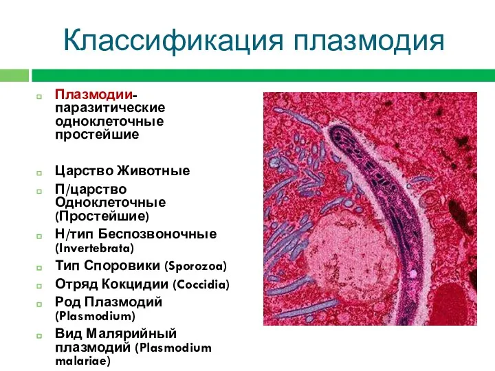 Классификация плазмодия Плазмодии- паразитические одноклеточные простейшие Царство Животные П/царство Одноклеточные (Простейшие) Н/тип