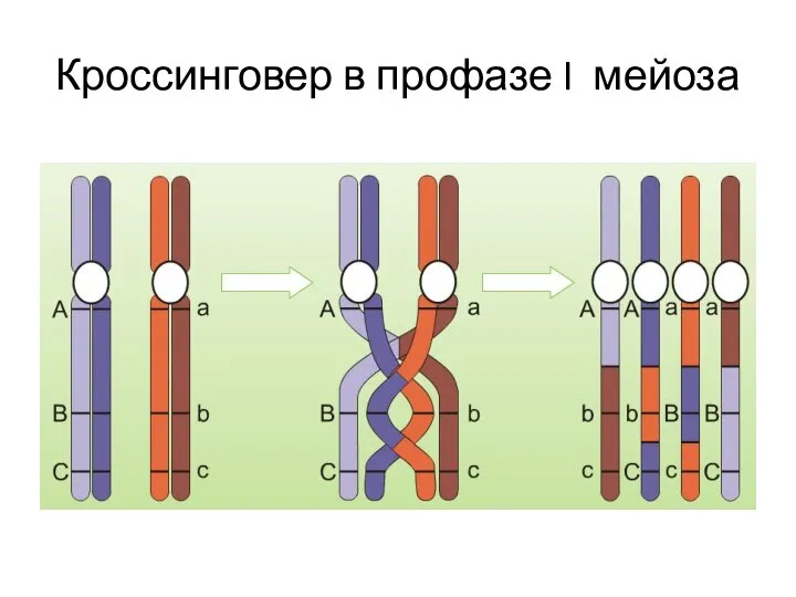 Кроссинговер в профазе I мейоза