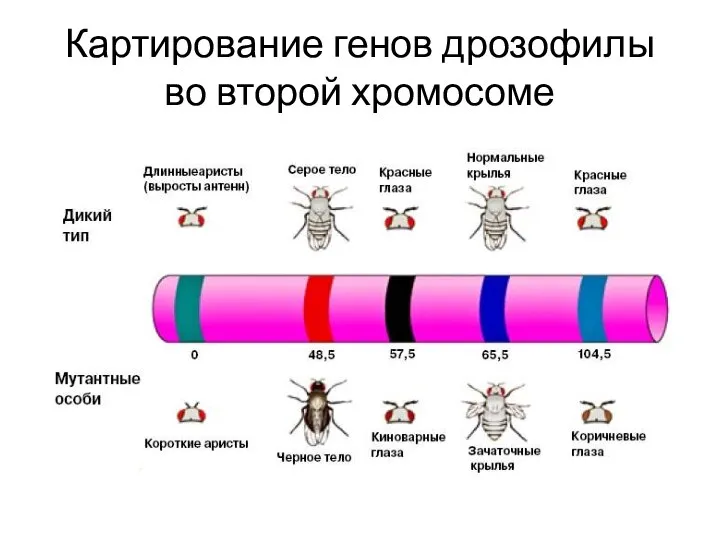 Картирование генов дрозофилы во второй хромосоме