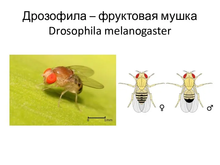 Дрозофила – фруктовая мушка Drosophila melanogaster