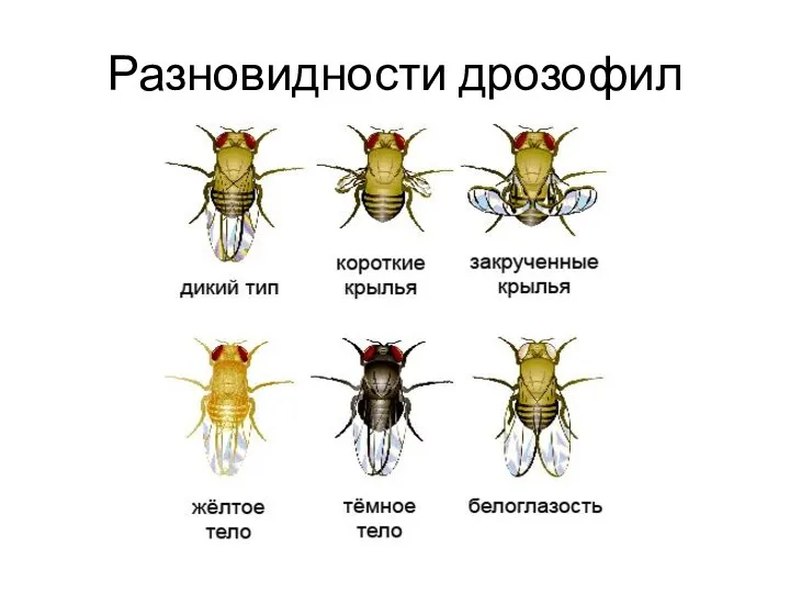 Разновидности дрозофил