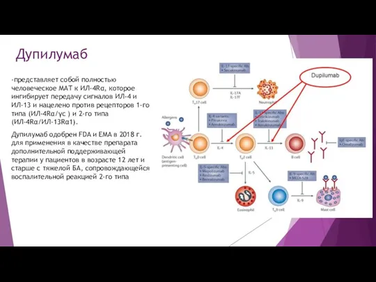 Дупилумаб -представляет собой полностью человеческое МАТ к ИЛ-4Rα, которое ингибирует передачу сигналов