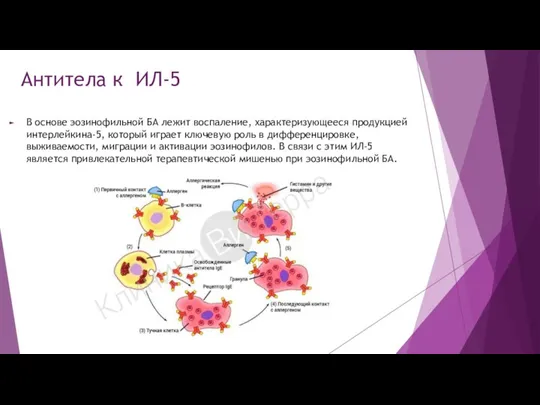 Антитела к ИЛ-5 В основе эозинофильной БА лежит воспаление, характеризующееся продукцией интерлейкина-5,
