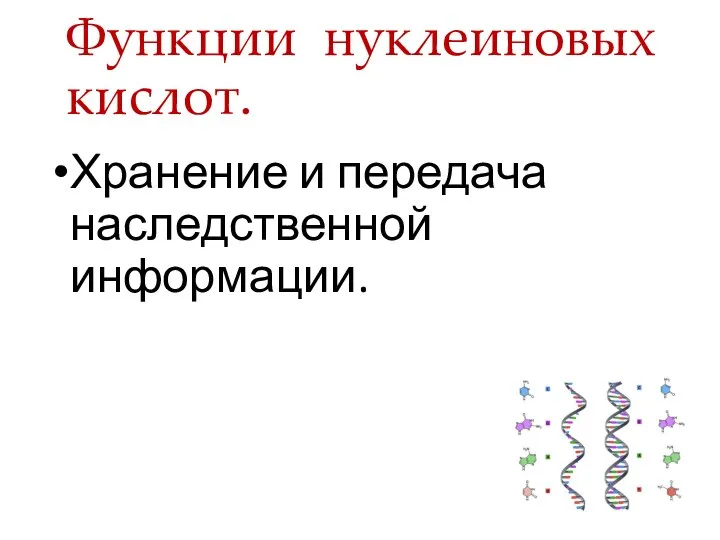 Функции нуклеиновых кислот. Хранение и передача наследственной информации.