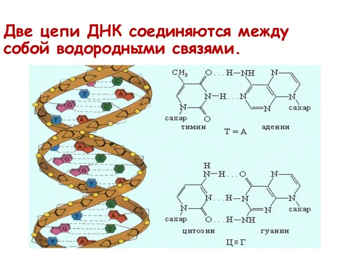 Две цепи ДНК соединяются между собой водородными связями.