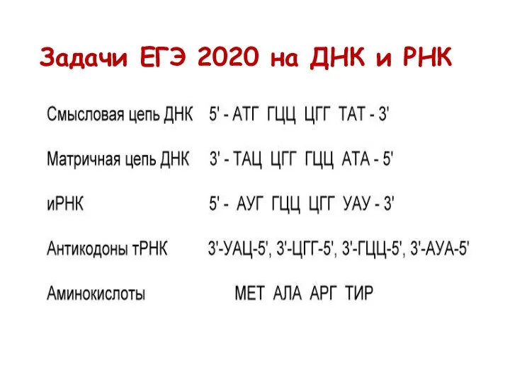 Задачи ЕГЭ 2020 на ДНК и РНК