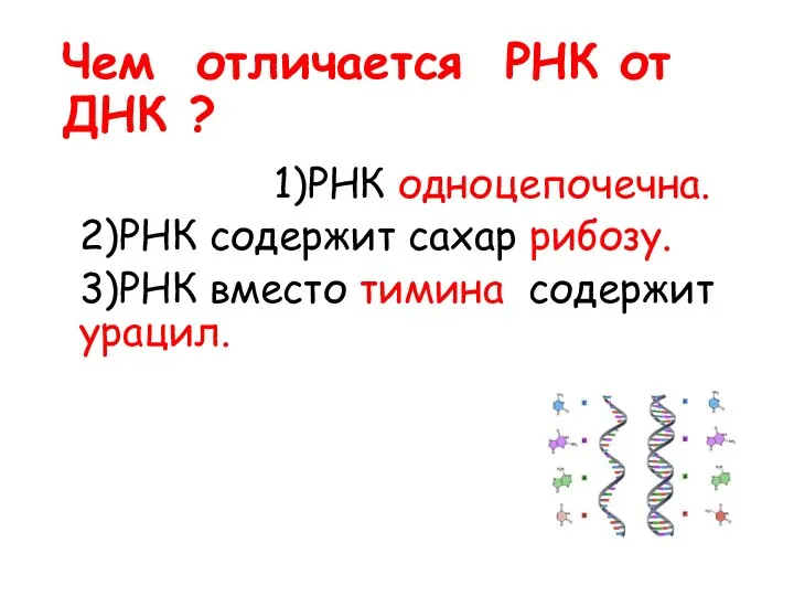 Чем отличается РНК от ДНК ? 1)РНК одноцепочечна. 2)РНК содержит сахар рибозу.