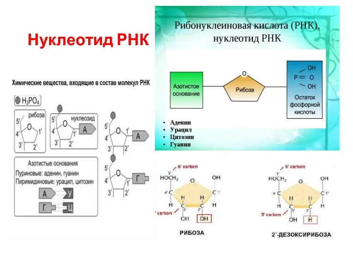 Нуклеотид РНК