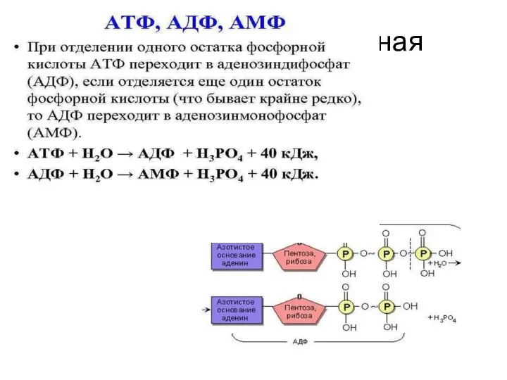 АТФ-аденозинтрифосфорная кислота.