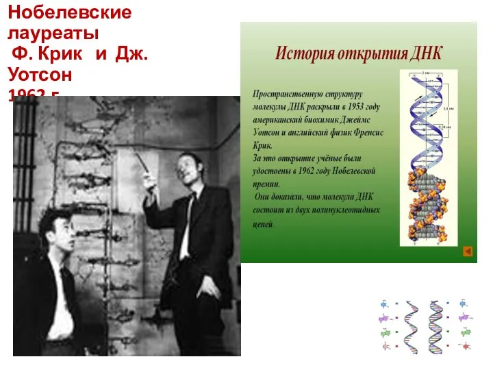 Нобелевские лауреаты Ф. Крик и Дж. Уотсон 1962 г.