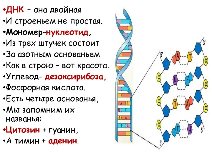ДНК – она двойная И строеньем не простая. Мономер–нуклеотид, Из трех штучек