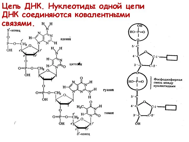 Цепь ДНК. Нуклеотиды одной цепи ДНК соединяются ковалентными связями.