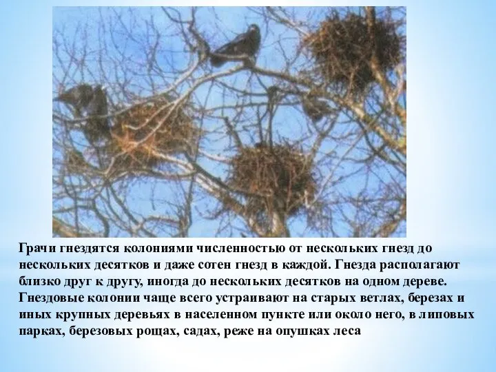 Грачи гнездятся колониями численностью от нескольких гнезд до нескольких десятков и даже
